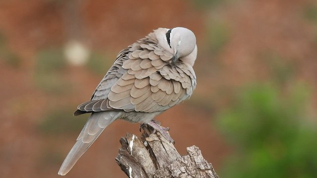 Eurasian Collared-Dove - ML605462071