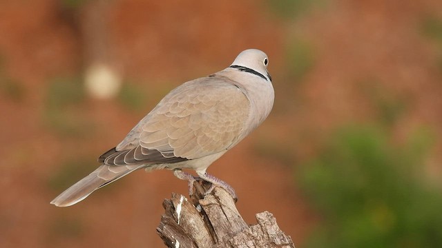Eurasian Collared-Dove - ML605462091
