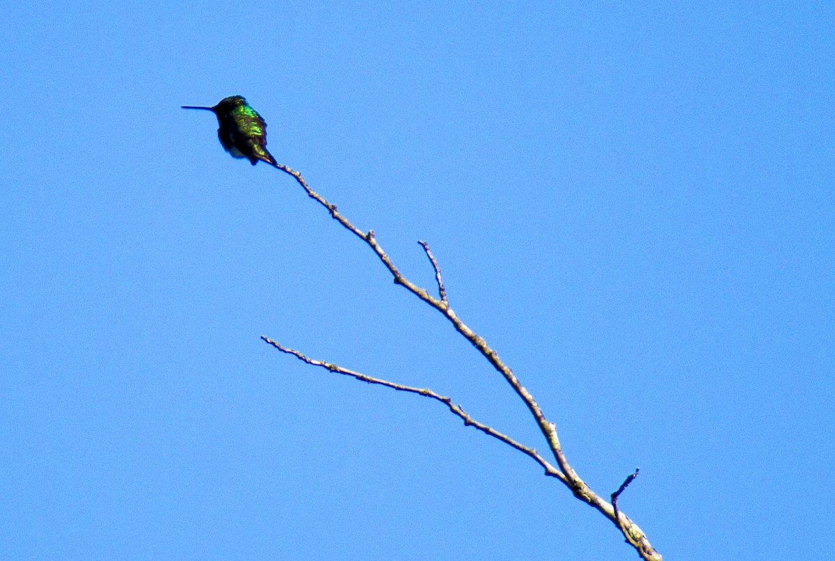 Ruby-throated Hummingbird - MELISSA  SOVAY
