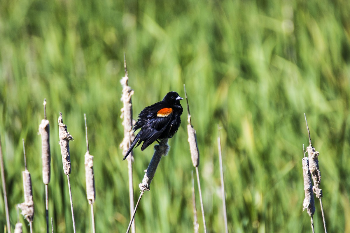 Red-winged Blackbird - MELISSA  SOVAY