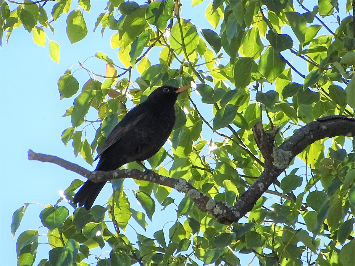 Eurasian Blackbird - ML605472441