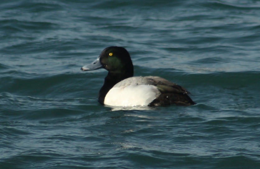 Greater Scaup - ML605472651