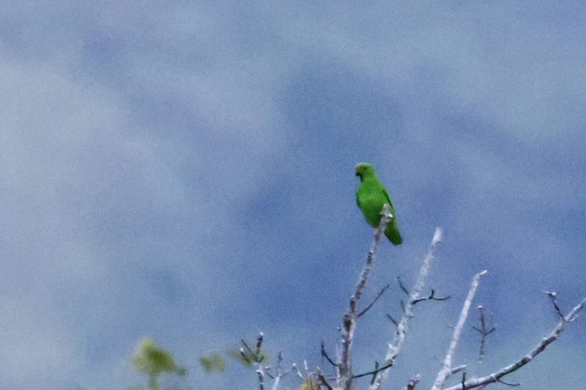 Sulawesi Hanging-Parrot - ML605474051