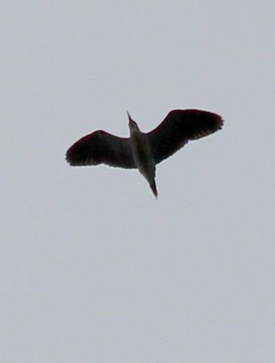 Black-crowned Night Heron - cammy kaynor