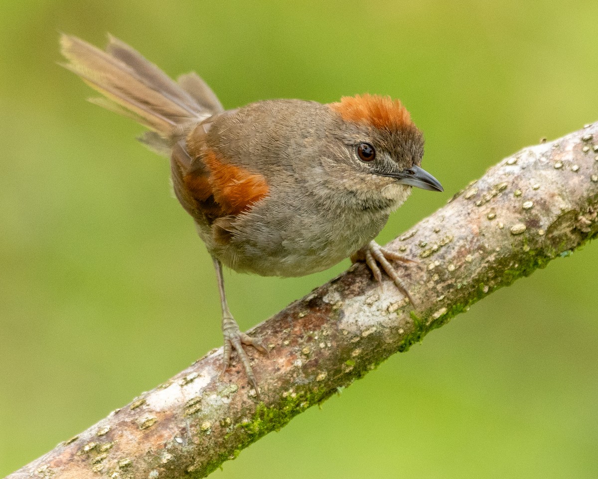 Pale-breasted Spinetail - ML605476051