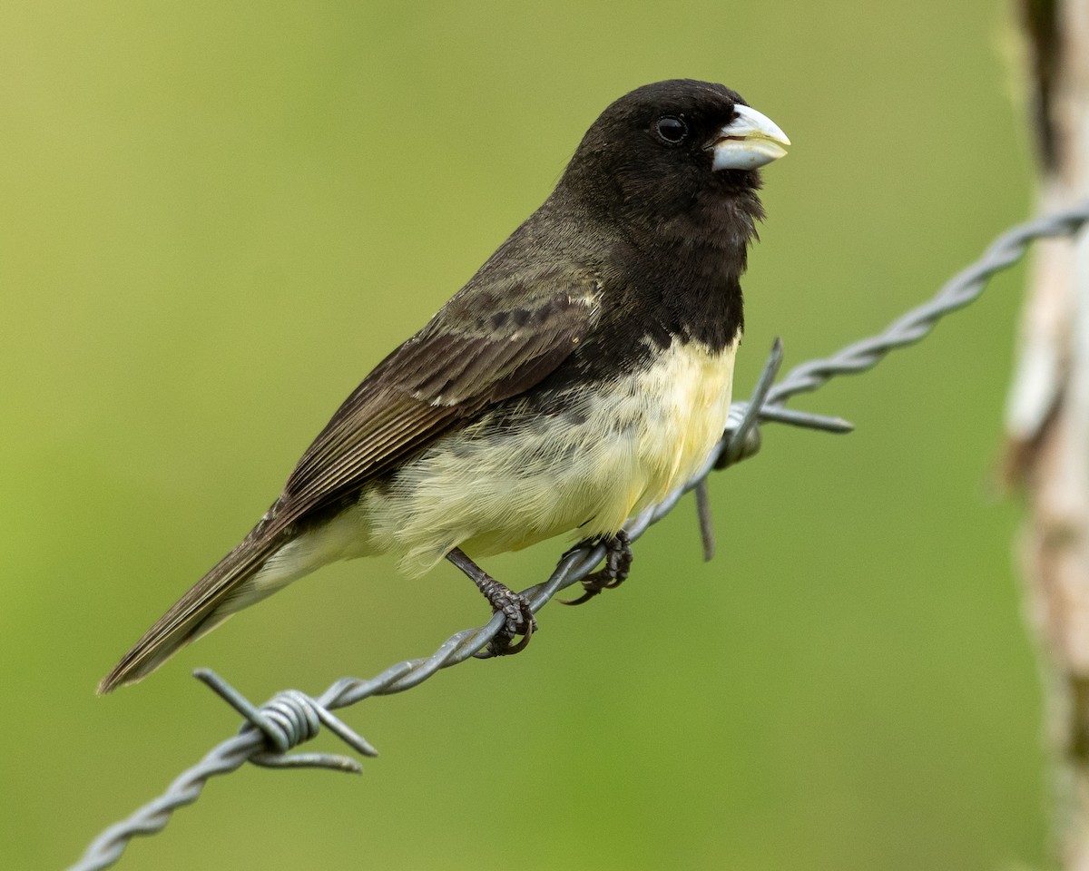 Yellow-bellied Seedeater - Andres Paniagua