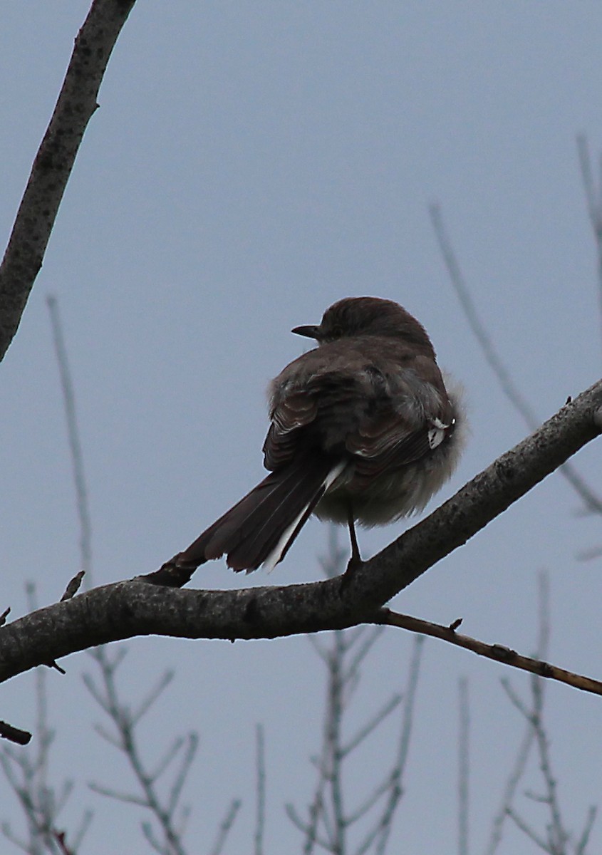 Northern Mockingbird - cammy kaynor
