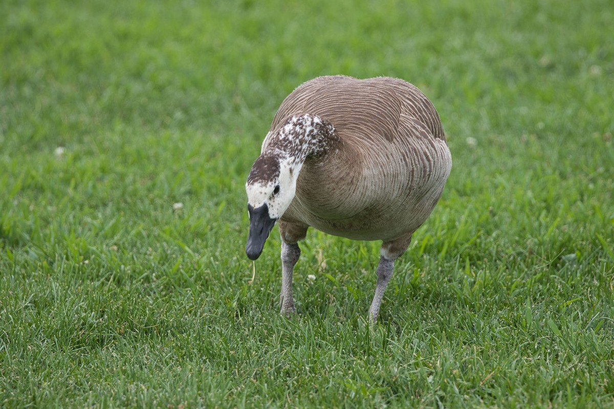 Domestic goose sp. x Canada Goose (hybrid) - ML605476961