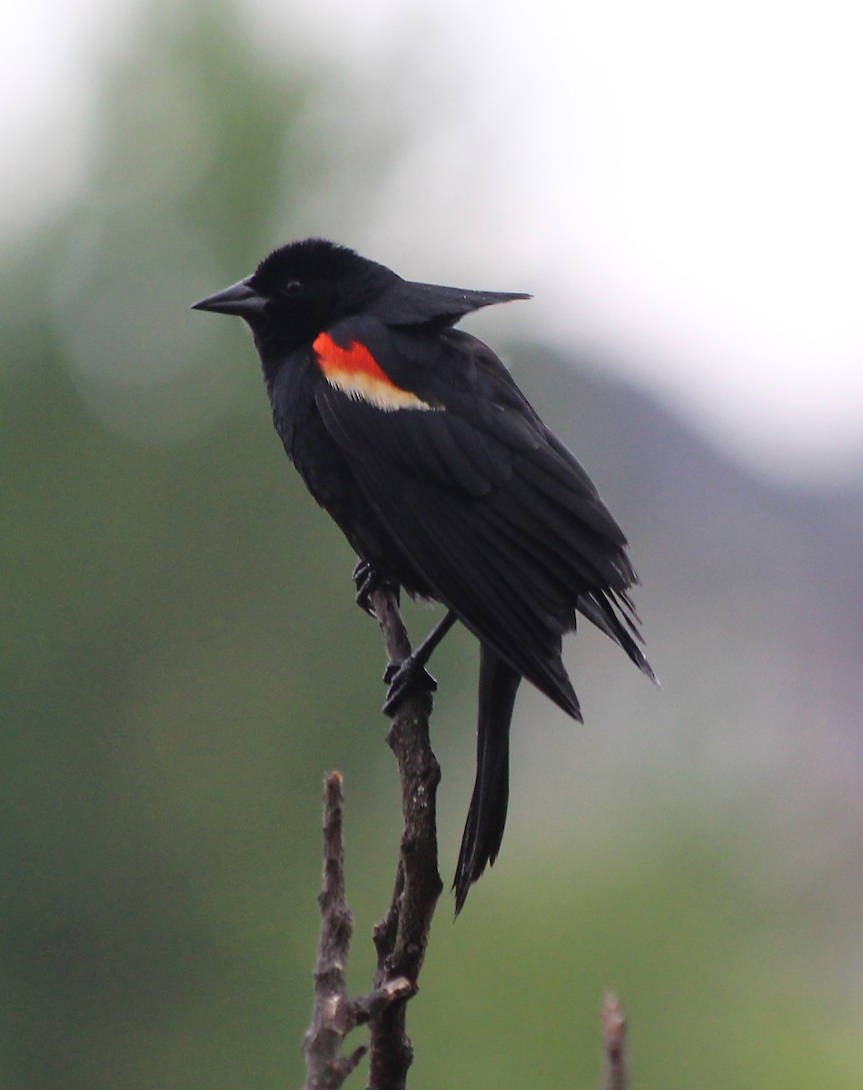 Red-winged Blackbird - cammy kaynor