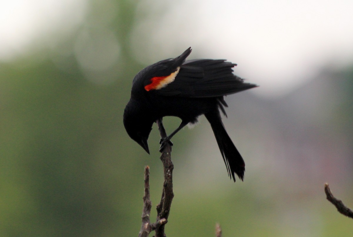 Red-winged Blackbird - cammy kaynor