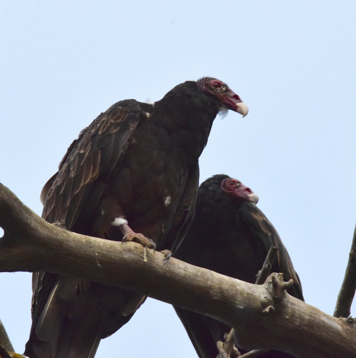 Turkey Vulture - ML605477721