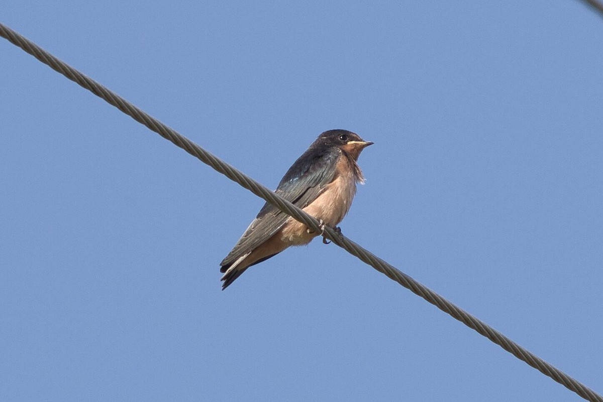 Barn Swallow - ML605478151