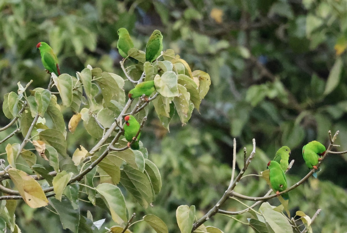 Sulawesi Hanging-Parrot - ML605478691