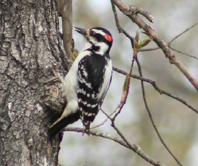 Hairy Woodpecker - ML605479131