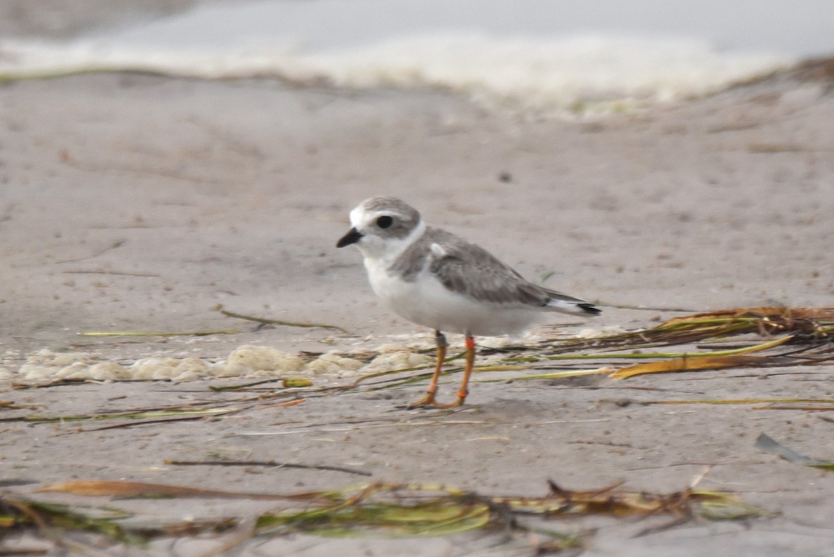 eBird Checklist 20 Aug 2023 Honeymoon Island SP 41 species (+2