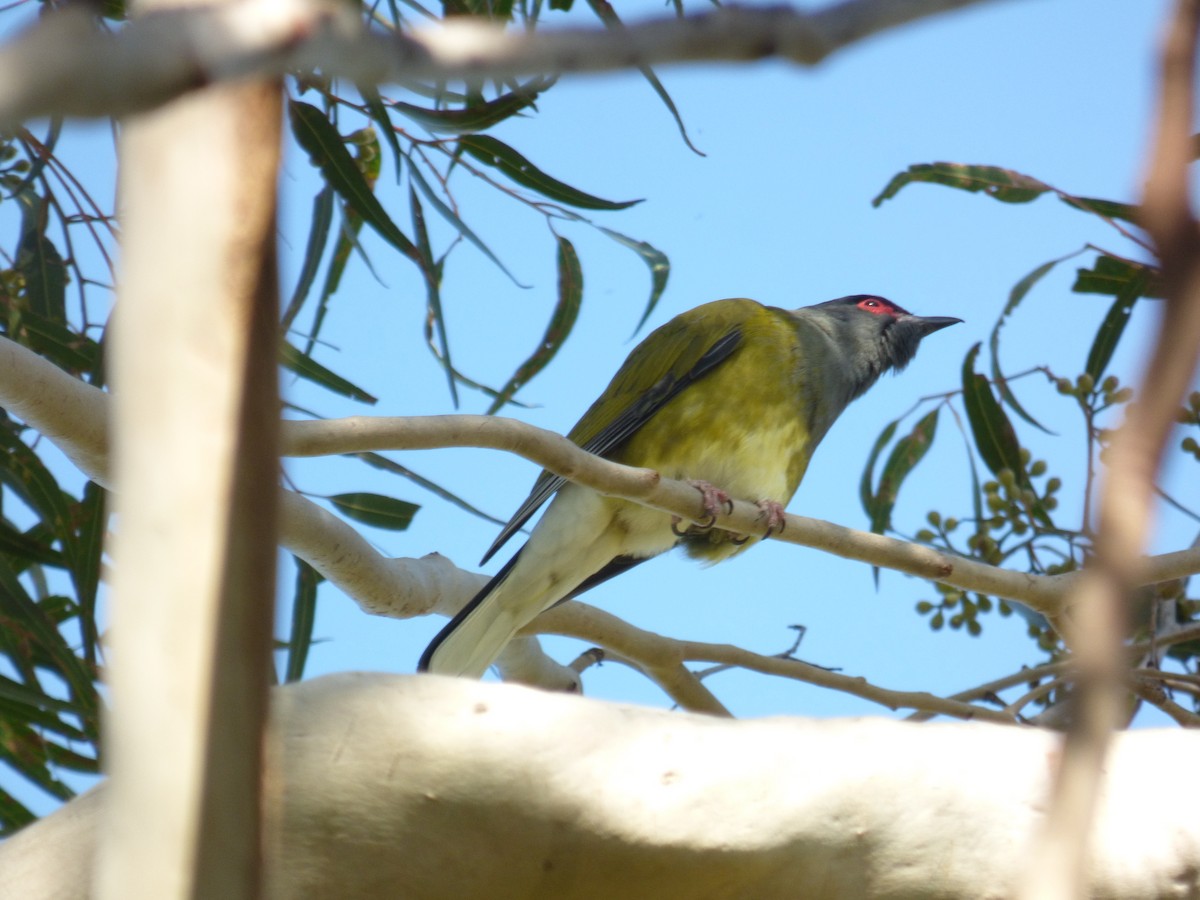 Australasian Figbird - ML605487511