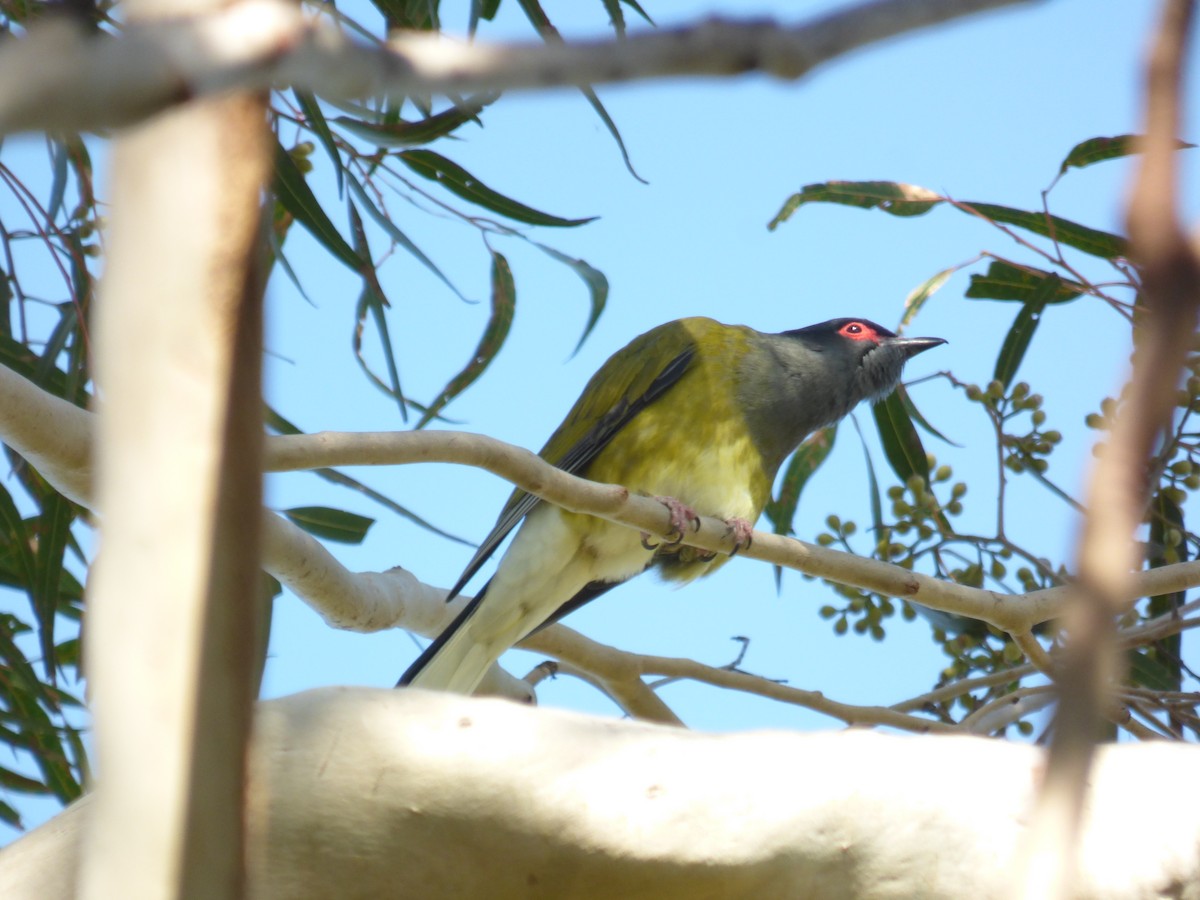Australasian Figbird - ML605487531
