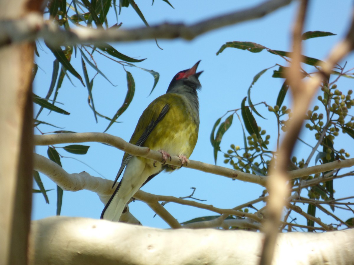 Australasian Figbird - ML605487551