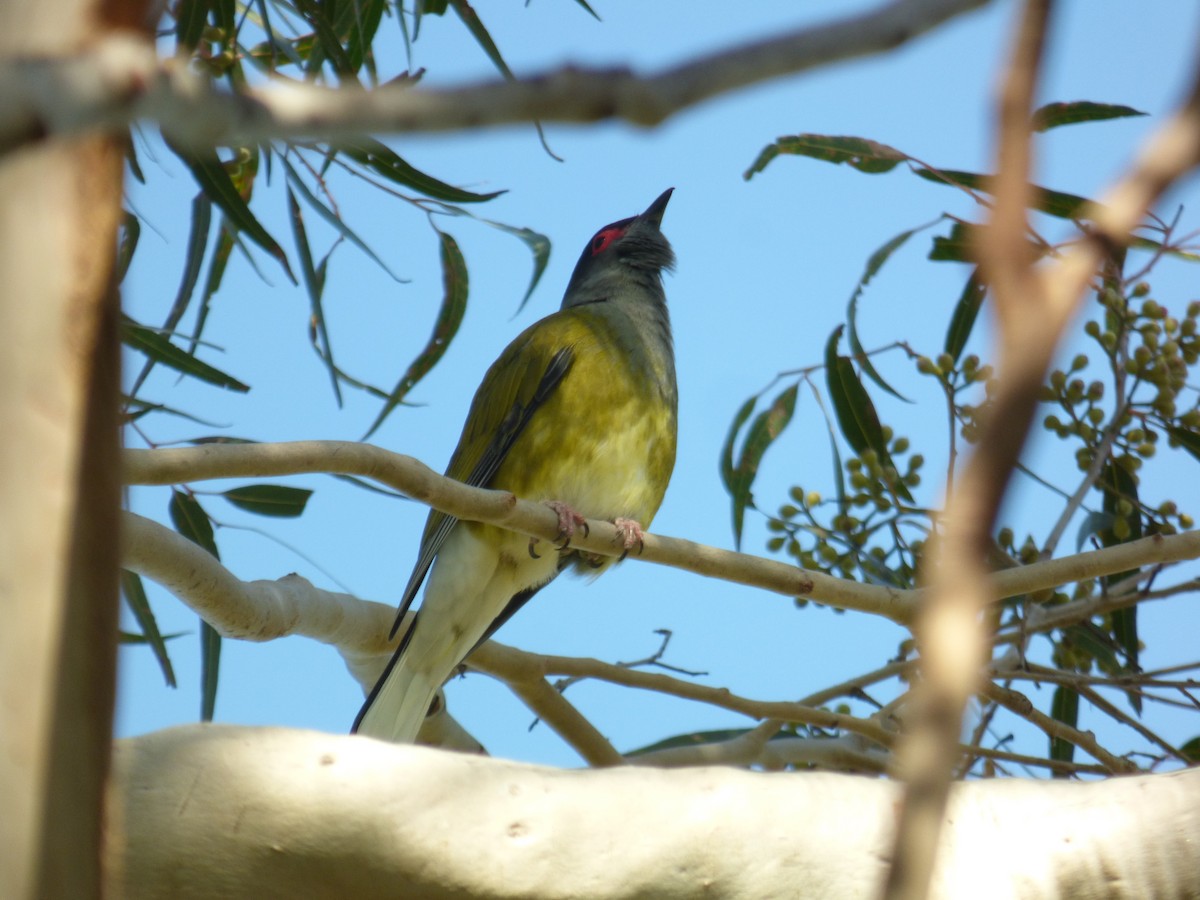 Australasian Figbird - ML605487561