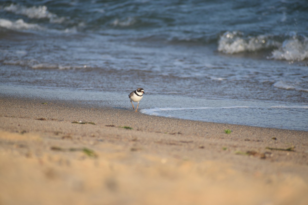 Semipalmated Plover - ML605487831