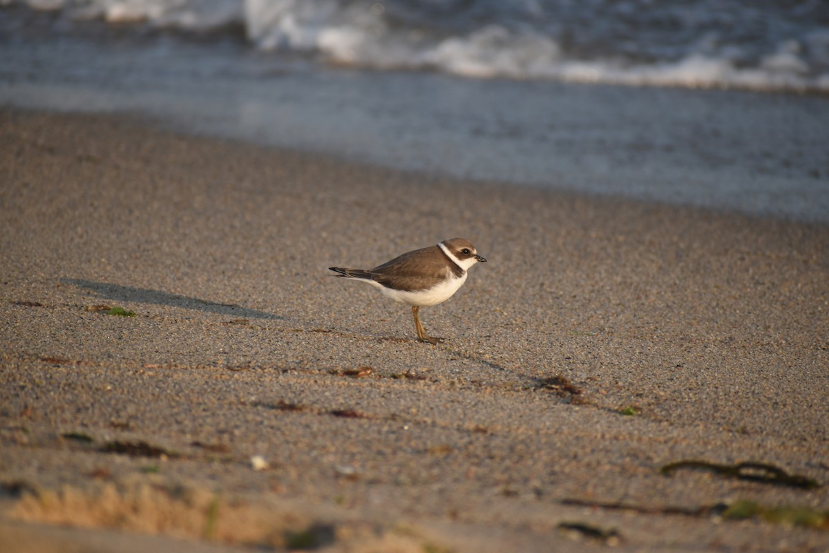Semipalmated Plover - ML605487851