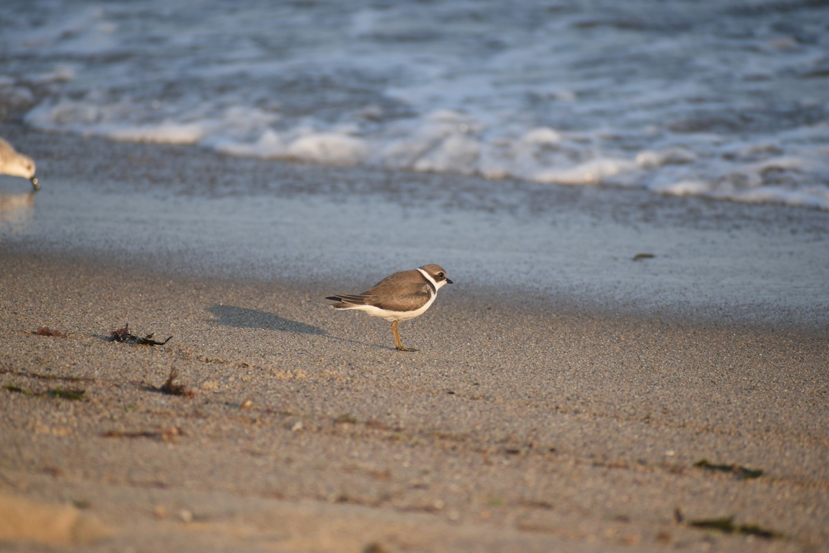 Semipalmated Plover - ML605487861