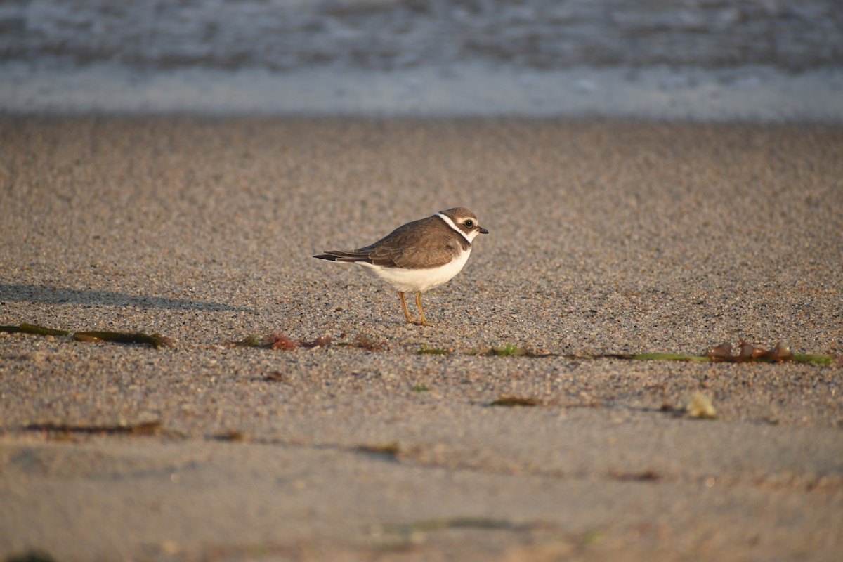Semipalmated Plover - ML605487871
