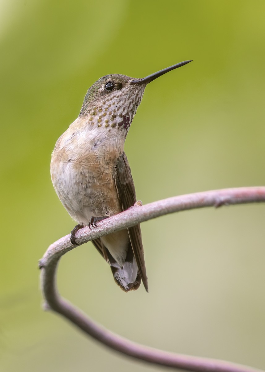Calliope Hummingbird - ML605488741