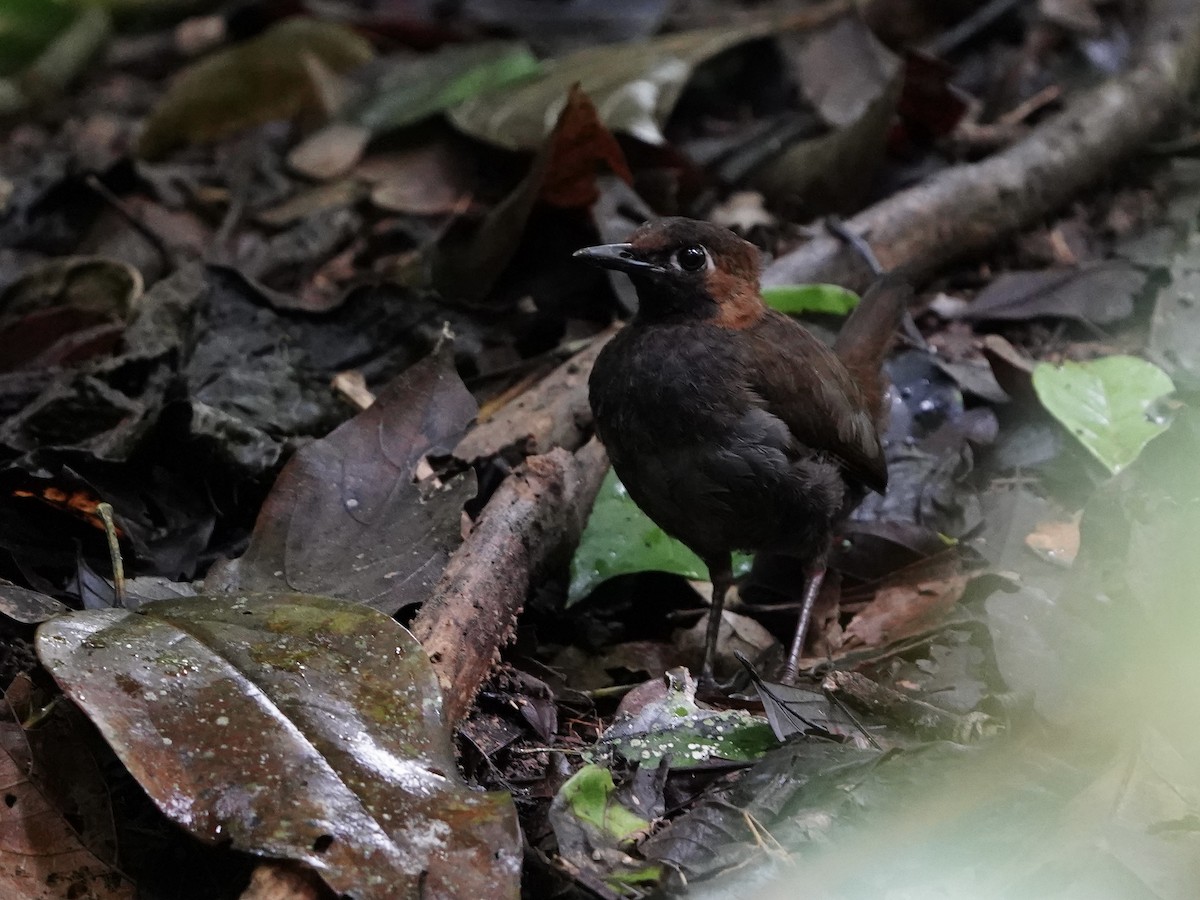 Black-faced Antthrush - Carlos Ulate