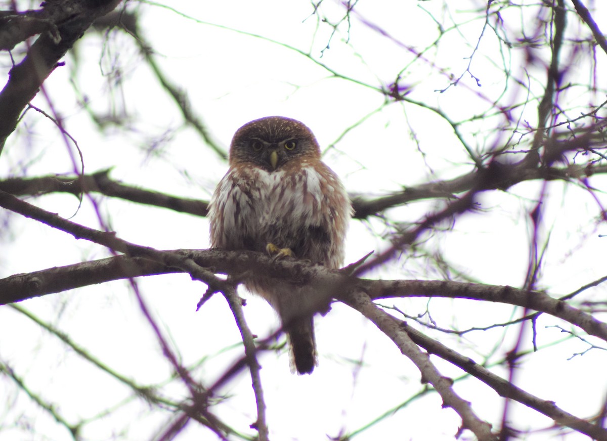 Austral Pygmy-Owl - ML605492611