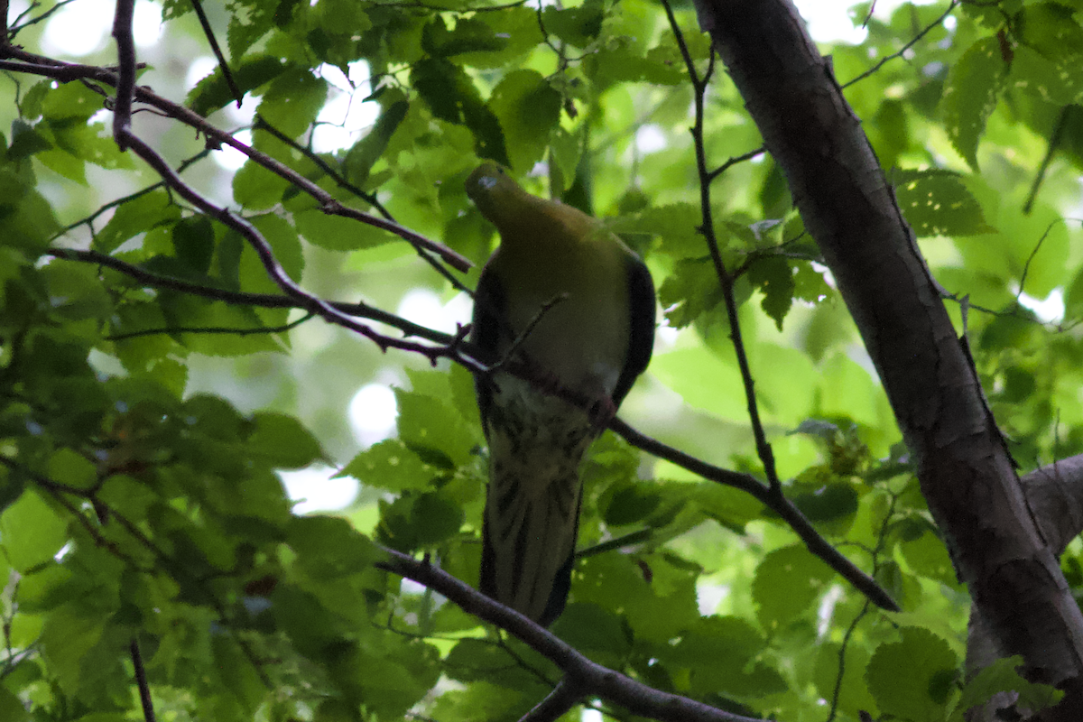White-bellied Green-Pigeon - ML605494321