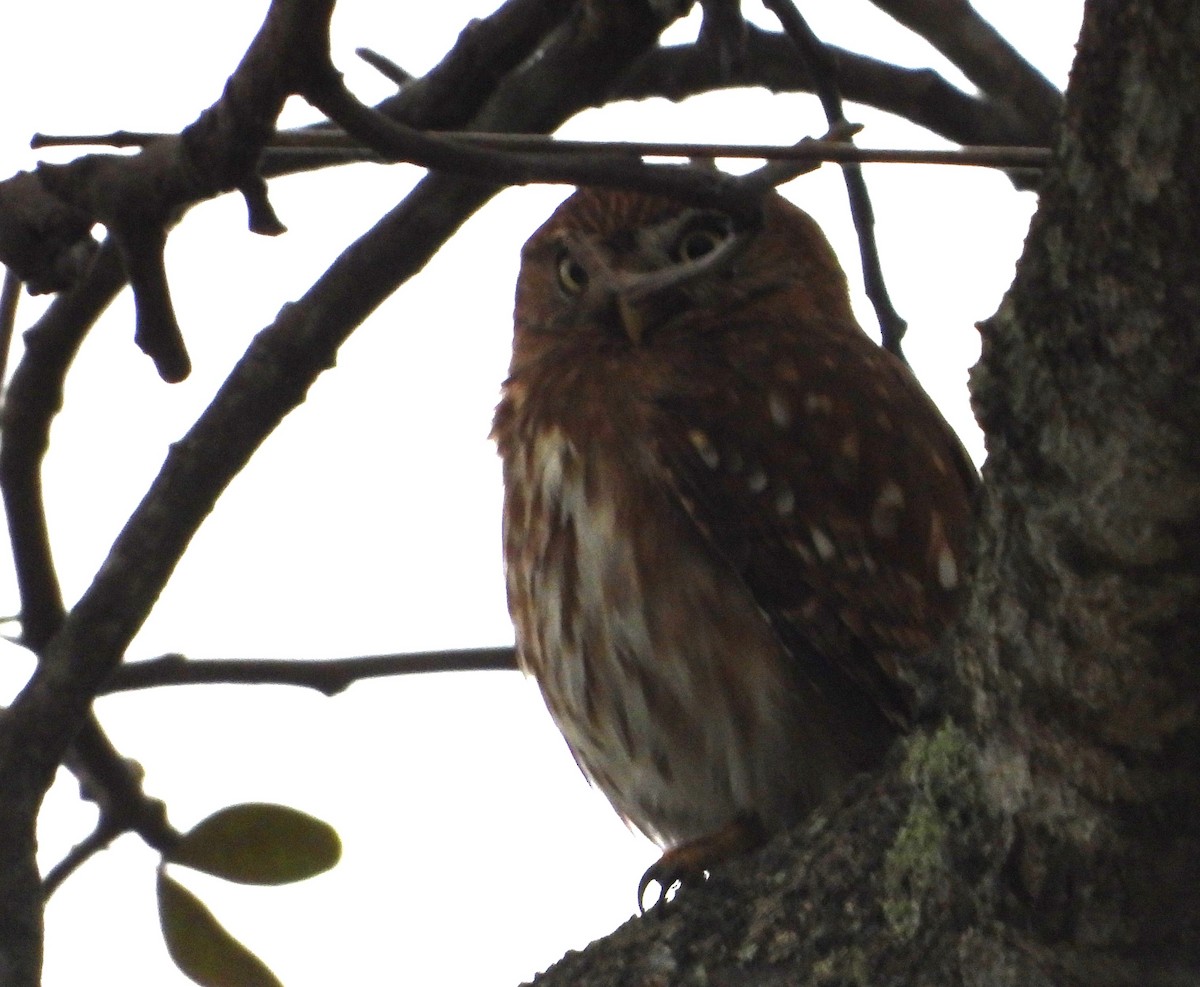Peruvian Pygmy-Owl - ML605495351