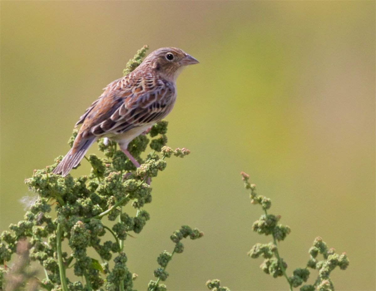 Grasshopper Sparrow - ML605496371