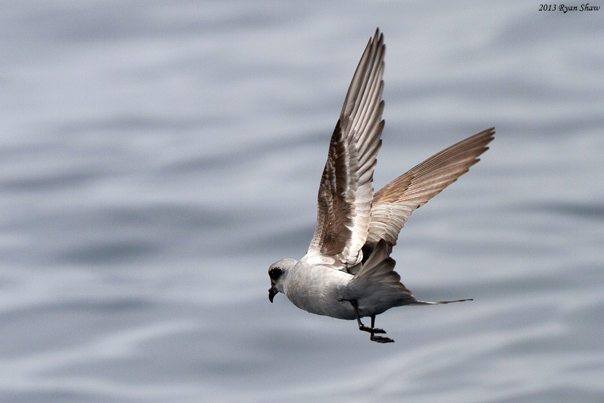 Fork-tailed Storm-Petrel - Ryan Shaw