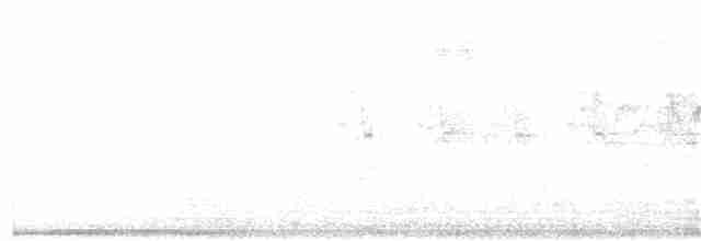 Common Iora - ML60550201