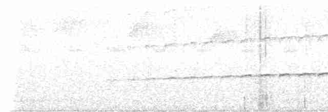 Halsband-Ameisenvogel - ML605502891