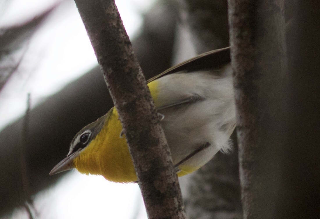 Yellow-breasted Chat - ML60550331