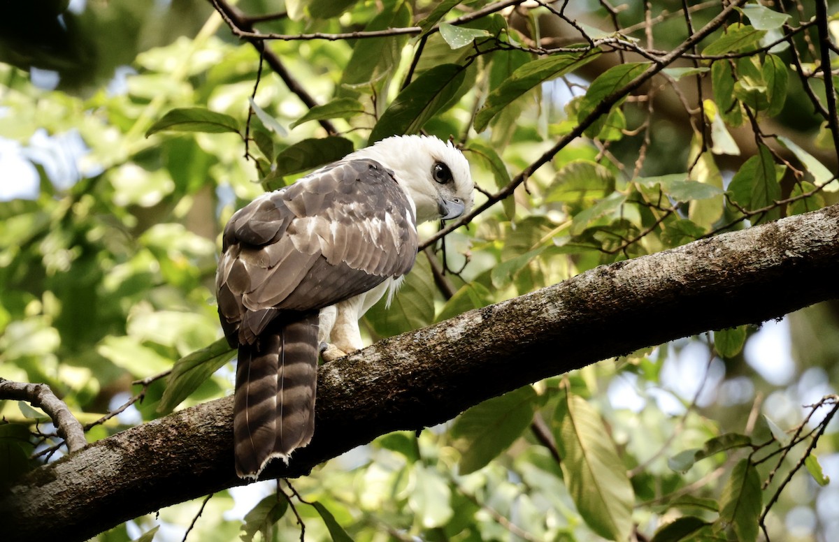 Sulawesi Hawk-Eagle - ML605504731