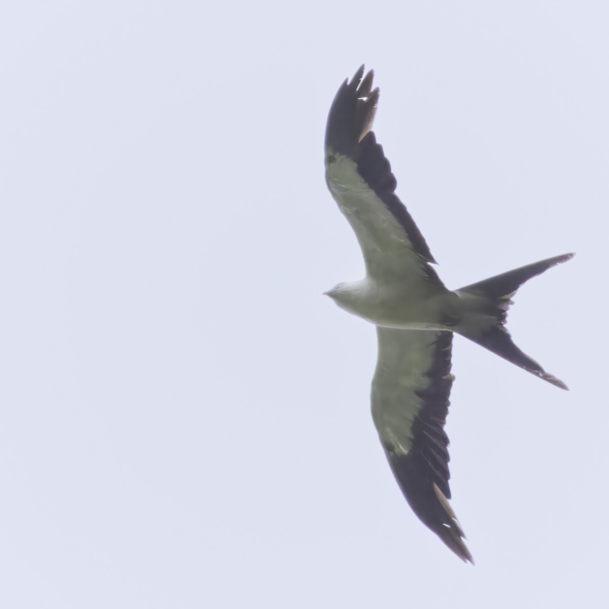 Swallow-tailed Kite - Cedric Bear