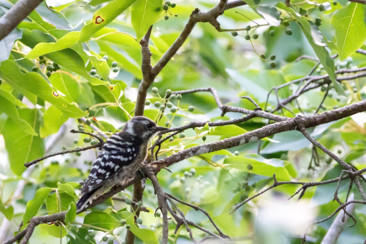 Japanese Pygmy Woodpecker - ML605509361