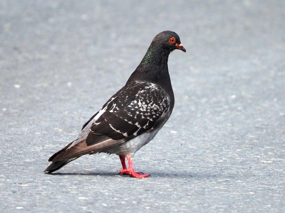 Rock Pigeon (Feral Pigeon) - ML605510631