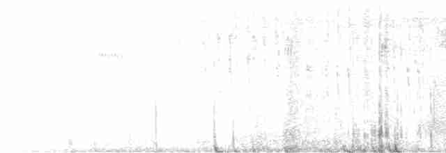 Широкохвостый колибри - ML605512521