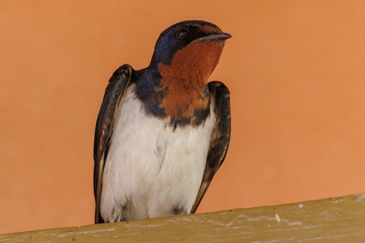 Red-chested Swallow - Antonio Xeira