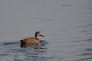 Pacific Black Duck, ML605516701