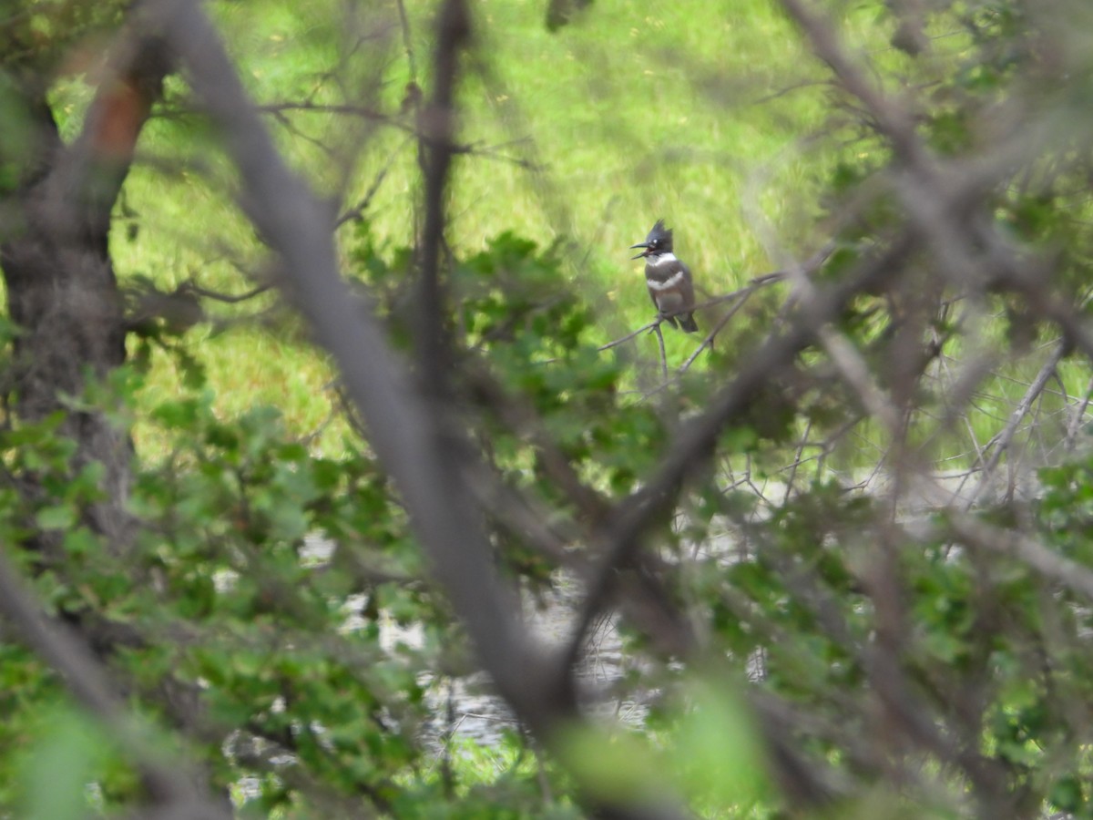 Belted Kingfisher - ML605518241