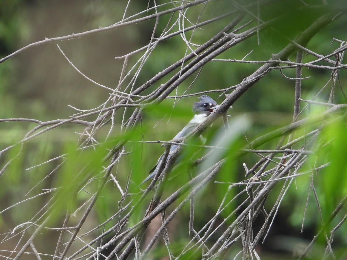 Belted Kingfisher - ML605518261