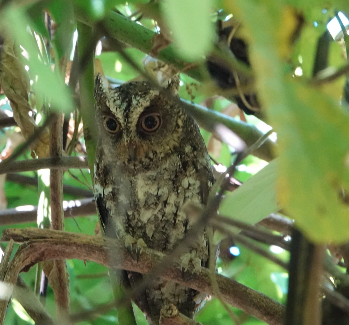 Sulawesi Scops-Owl - ML605518511