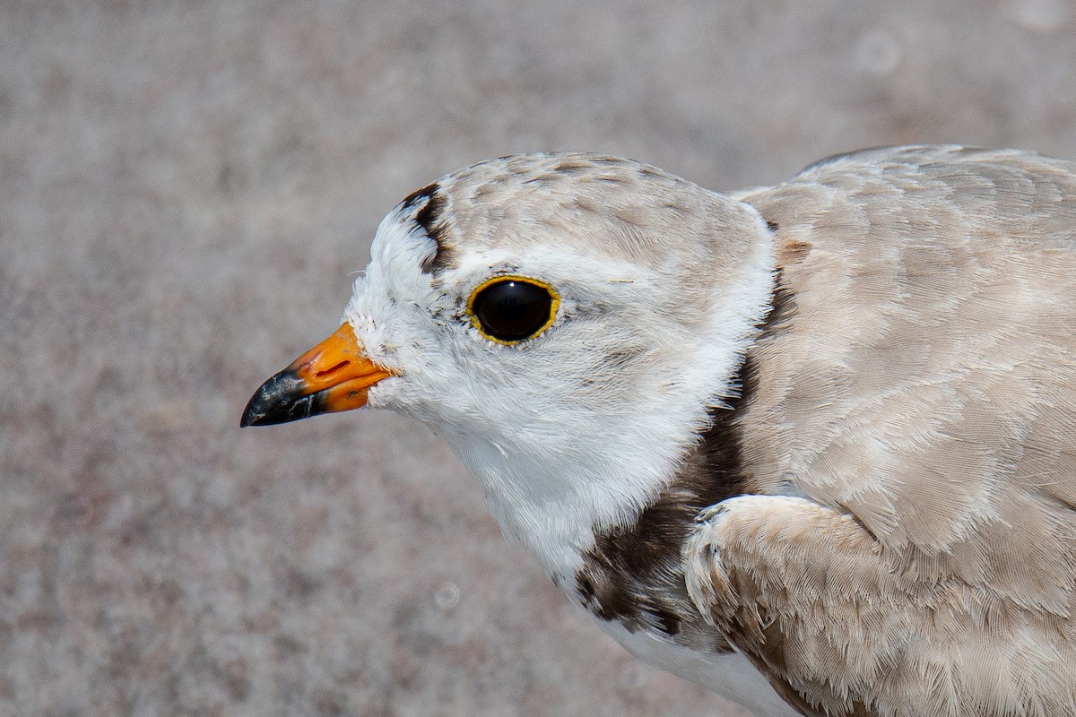 Piping Plover - ML605518561