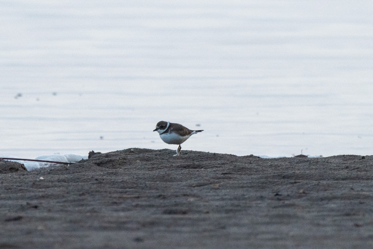 Semipalmated Plover - ML605519521