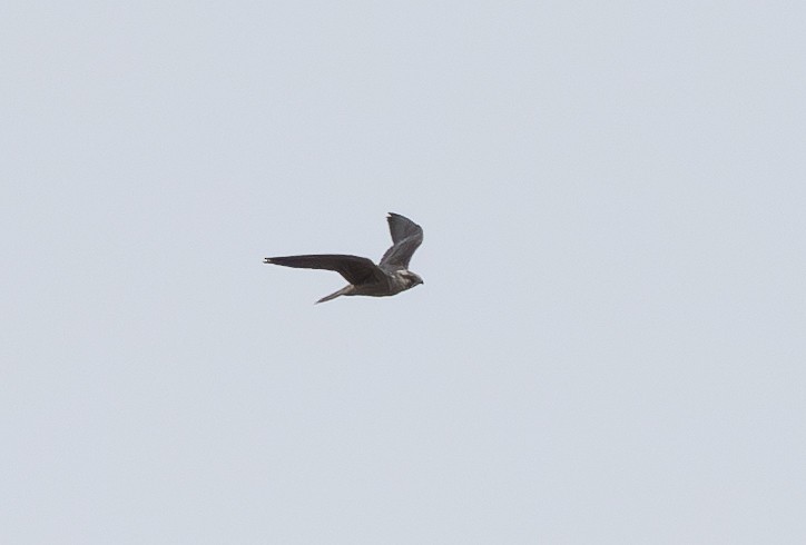 Peregrine Falcon - ML605520111